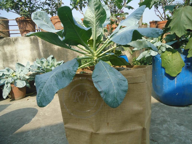 Jute grow bag is a nice innovation for the alternative of plastic and mud tub for growing the various plants.